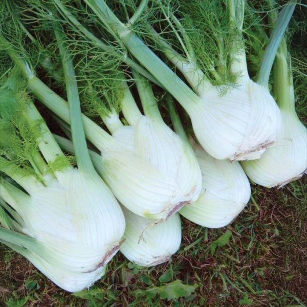 Fennel Preludio F1 Organic Seed Fashion