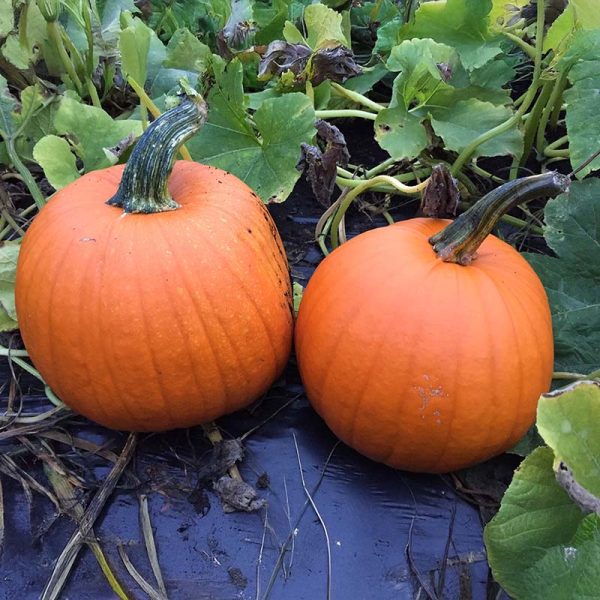 Pumpkin Bellatrix F1 Seed Online now