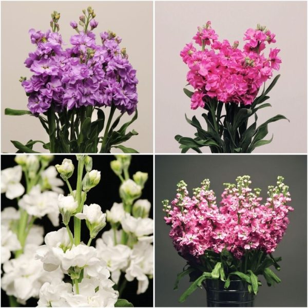 Stock Katz Mix Seed on Sale