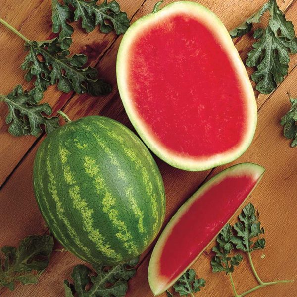Watermelon Millionaire F1 Seed Online now