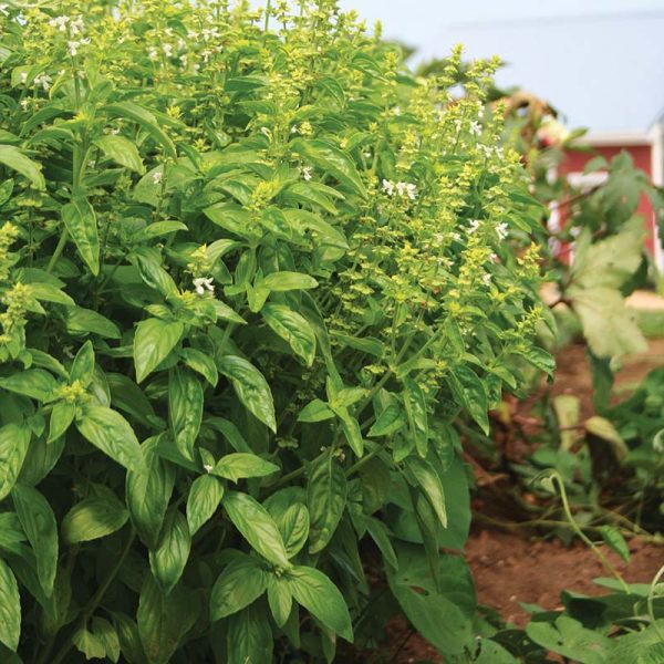 Basil Eleonora Organic Seed For Sale - Image 2