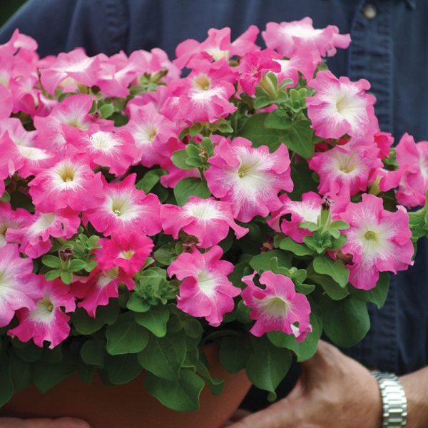 Petunia Dreams Rose Morn F1 Seed Online