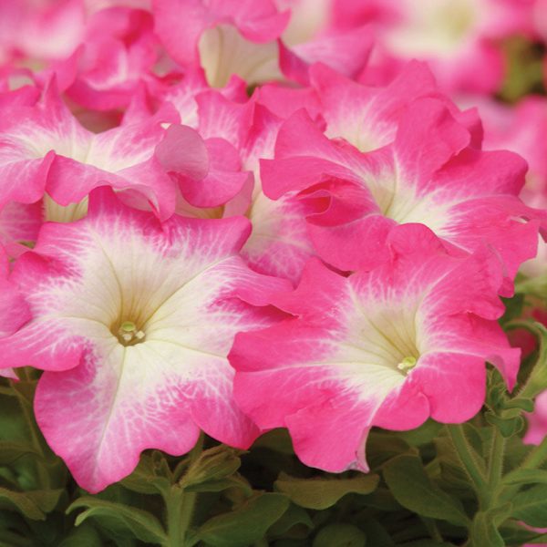 Petunia Dreams Rose Morn F1 Seed Online - Image 2