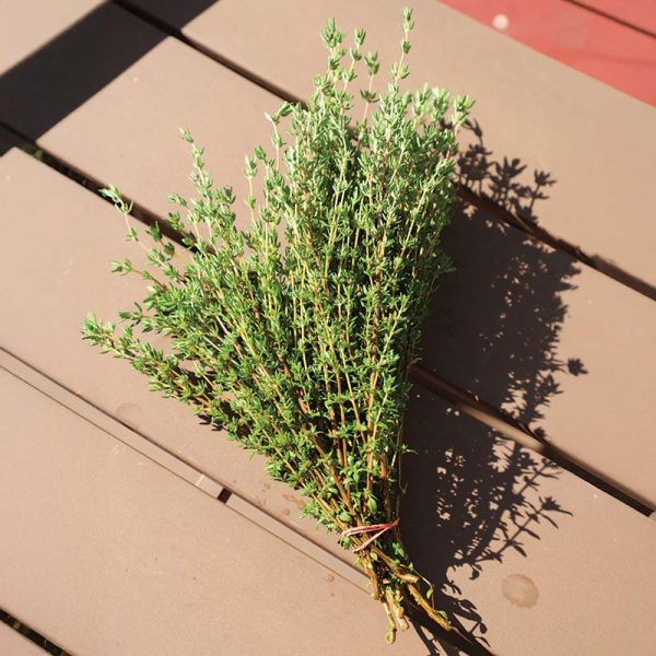 Thyme Ayelet Organic Seed Online Sale - Image 3