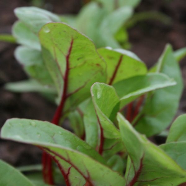 Swiss Chard Rhubarb Chard Seed on Sale - Image 2