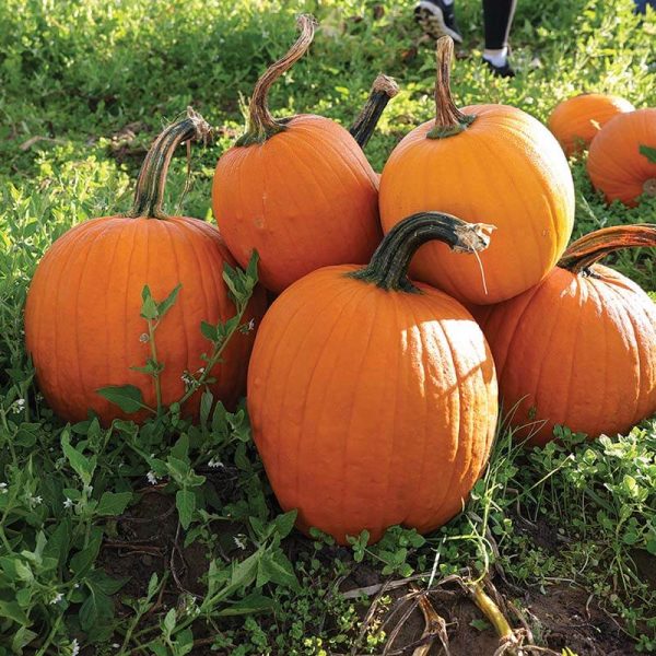 Pumpkin Carbonado Gold F1 Seed For Discount