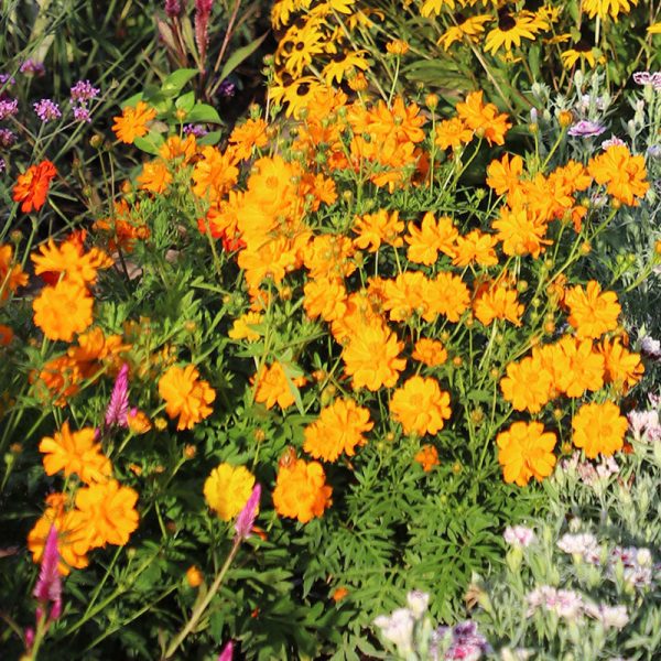 Cosmos Sunny Gold Seed Sale