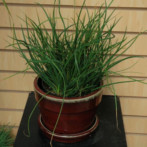 Juncus Javelin Seed Discount - Image 3