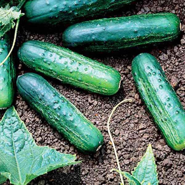 Cucumber Eureka F1 Seed on Sale - Image 2