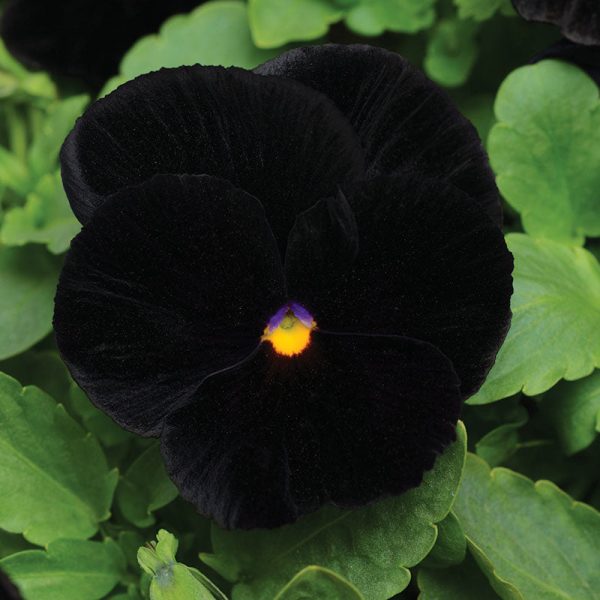 Pansy Atlas Black F1 Seed Discount - Image 3