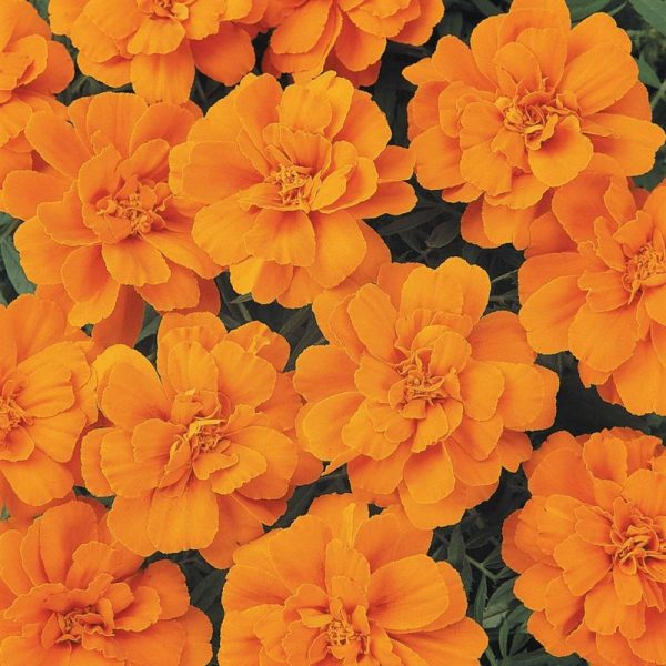 Marigold Durango Tangerine Seed Online - Image 4