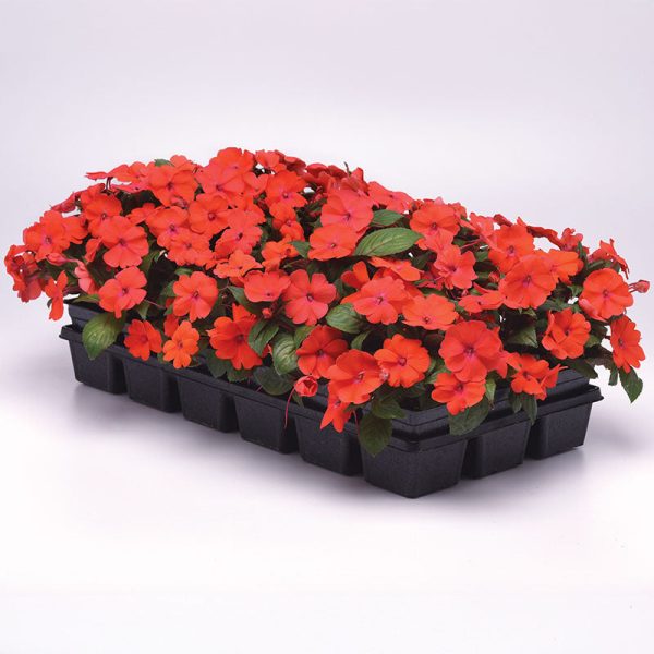 Impatiens Solarscape Orange Burst F1 Seed Supply - Image 3