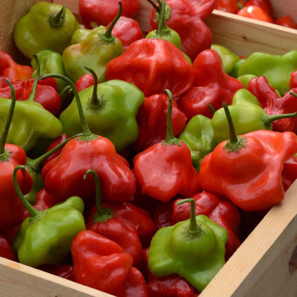 Pepper Mad Hatter F1 Seed Hot on Sale - Image 2
