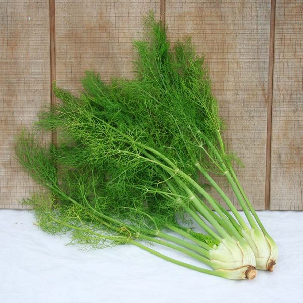 Fennel Preludio F1 Organic Seed Fashion - Image 3
