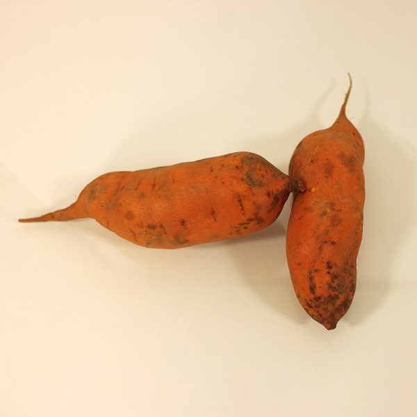 Sweet Potato Centennial For Discount - Image 4