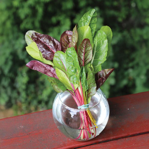 Swiss Chard Northern Lights Mix Seed Online now - Image 3