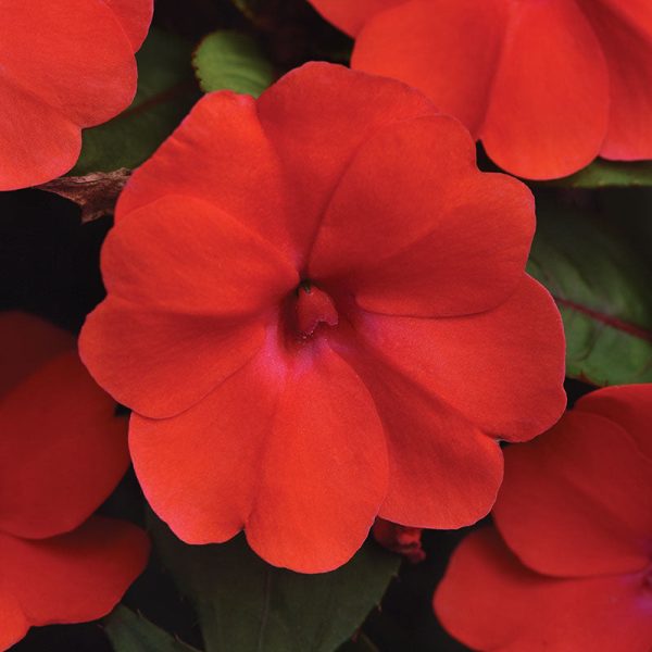 Impatiens Solarscape Orange Burst F1 Seed Supply