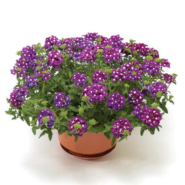 Verbena Obsession™ Cascade Purple Shades w Eye Seed Online Sale - Image 2