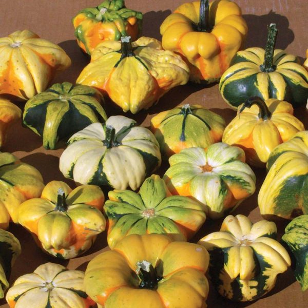 Gourd Daisy Seed Online Sale