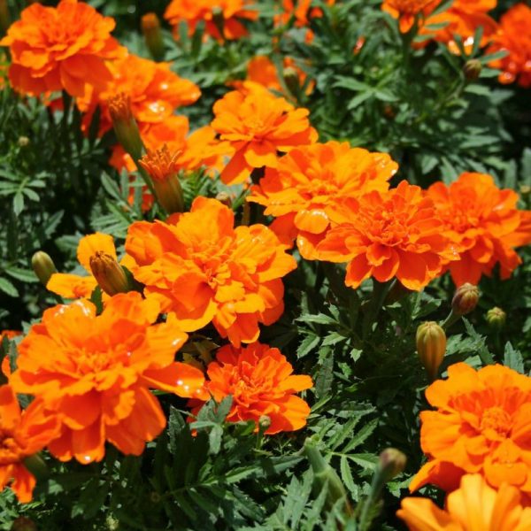 Marigold Durango Tangerine Seed Online - Image 2