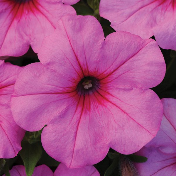 Petunia Easy Wave Primary Colors Collection F1 Seed Cheap - Image 5
