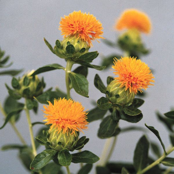 Carthamus Grenade Orange Seed Online now
