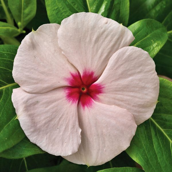 Vinca Cora Cascade Apricot F1 Seed Online - Image 3