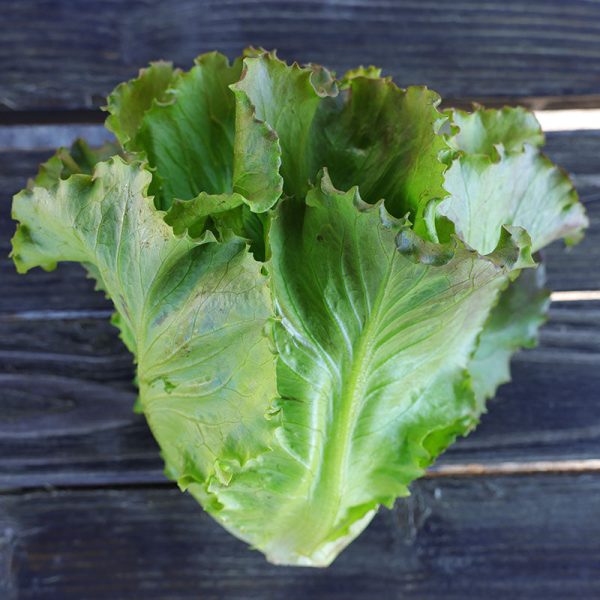 Lettuce Manzanita Seed on Sale - Image 2