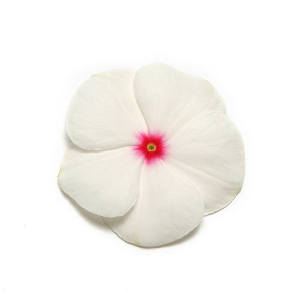 Vinca Pacifica XP Polka Dot Seed Online Sale - Image 2