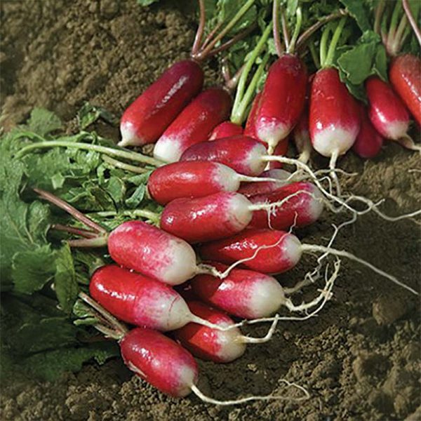 Radish French Breakfast Seed Hot on Sale - Image 3