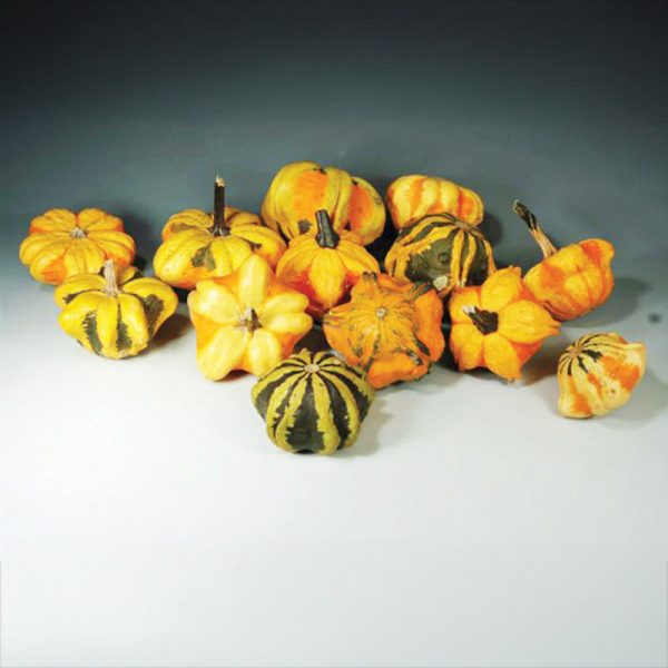 Gourd Daisy Seed Online Sale - Image 4