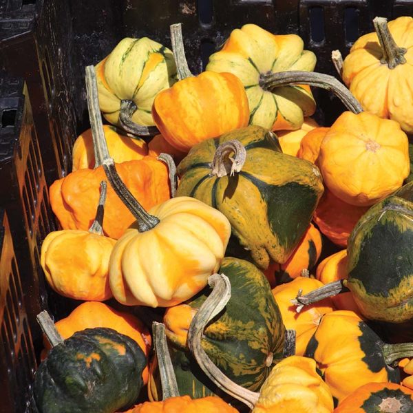 Gourd Daisy Seed Online Sale - Image 2