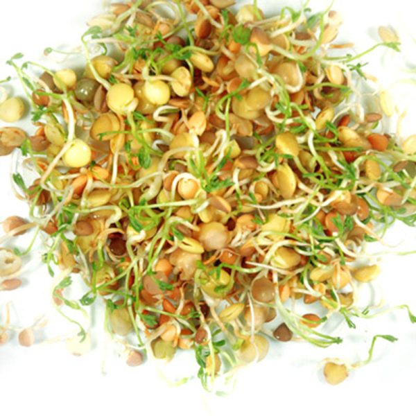 Crispy Mix Sprouts Organic Seeds Fashion - Image 2