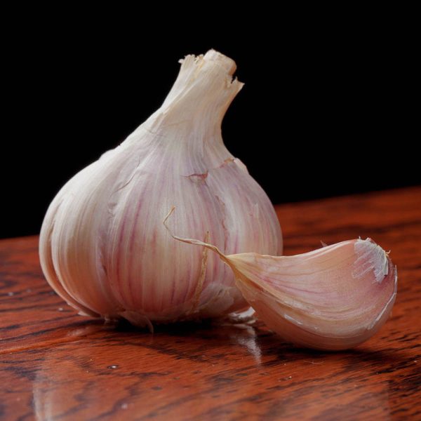 Garlic Music Hardneck Online now