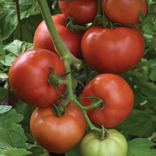 Tomato Loki F1 Seed Cheap
