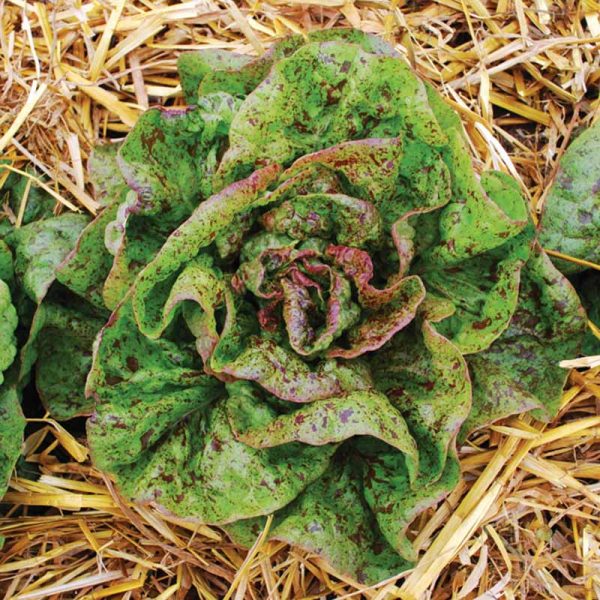 Lettuce Speckled Organic Seed Fashion