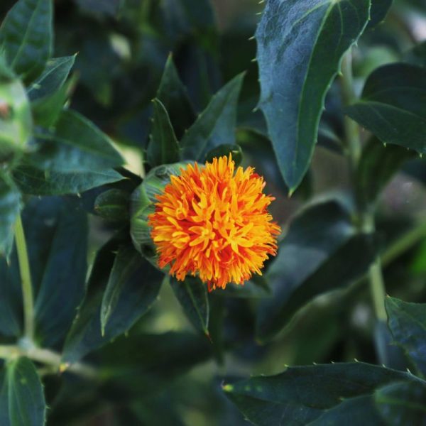 Carthamus Grenade Orange Seed Online now - Image 3