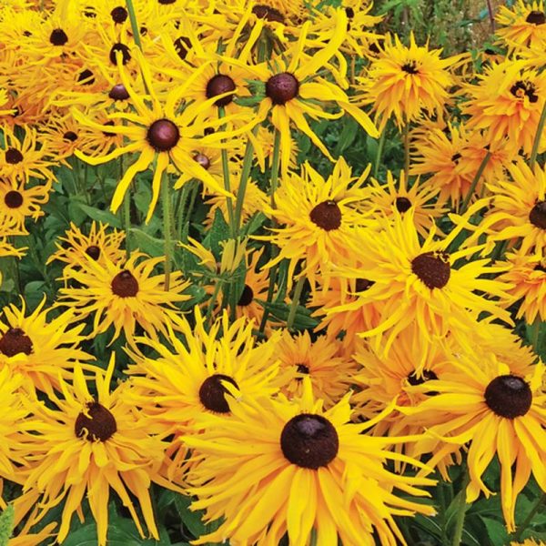 Rudbeckia Anemones Seed Sale