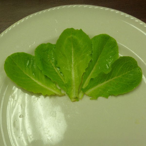 Lettuce Super Jericho MTO Seed Online Sale - Image 5