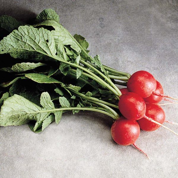 Radish Cherriette F1 Seed Online Hot Sale