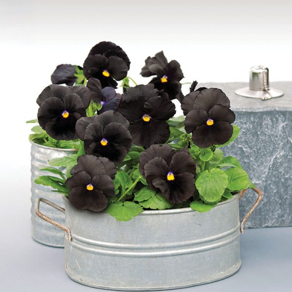Pansy Atlas Black F1 Seed Discount - Image 2