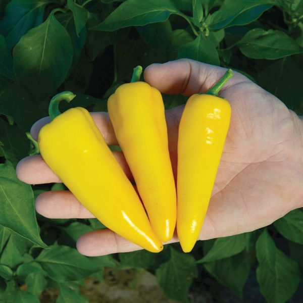 Pepper Sugar F1 Seed For Sale