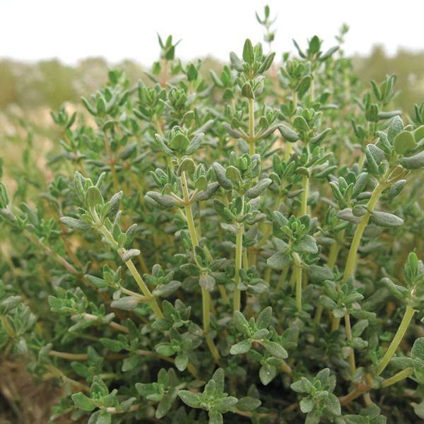 Thyme Ayelet Organic Seed Online Sale - Image 2