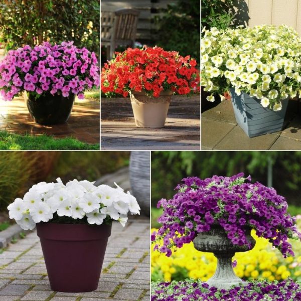 Petunia Easy Wave Primary Colors Collection F1 Seed Cheap