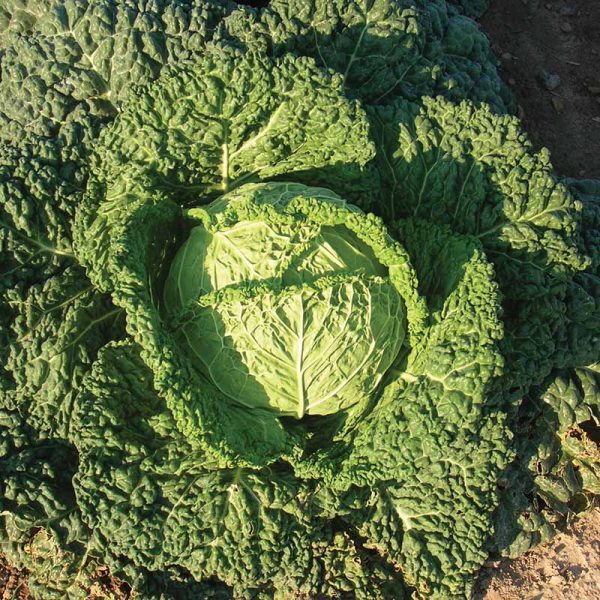 Cabbage Famosa F1 Organic  Seed Discount