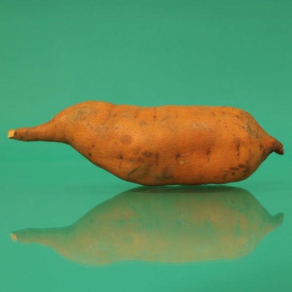 Sweet Potato Centennial For Discount - Image 5