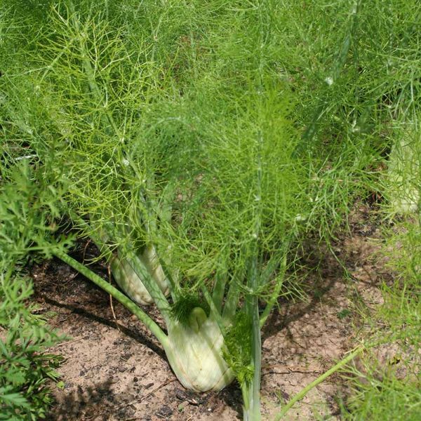 Fennel Preludio F1 Organic Seed Fashion - Image 4
