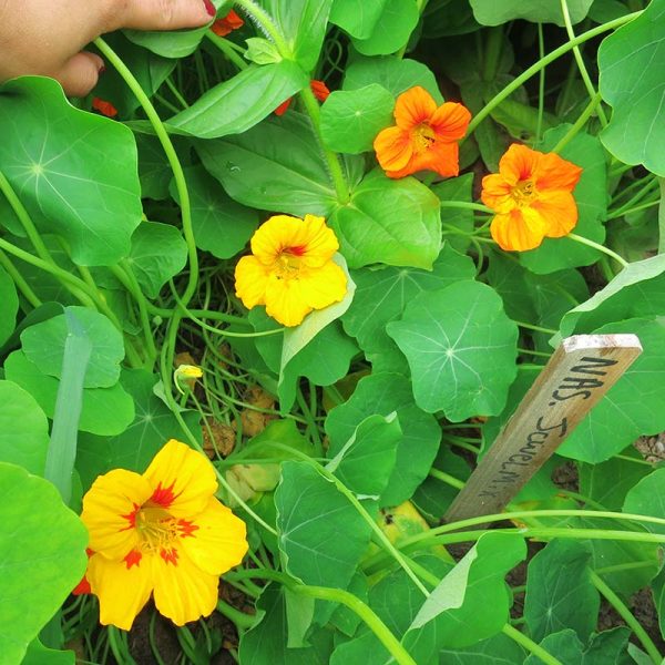 Nasturtium Jewel Mix Seed Online Sale - Image 4