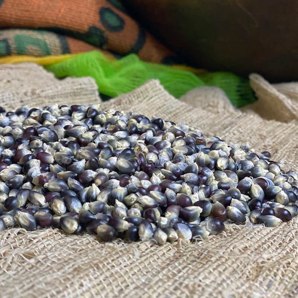 Ornamental Corn Shaman s Blue F1 Seed Online Hot Sale