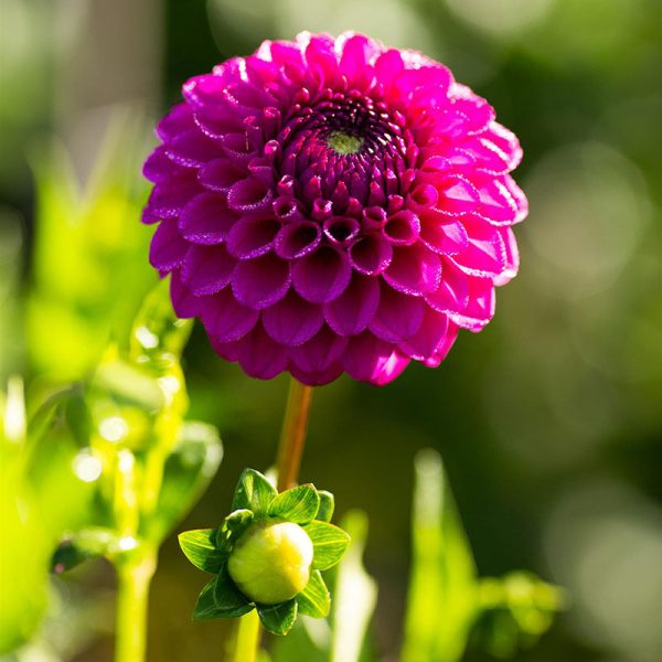 Dahlia Cryfield Harmony Tubers Cheap